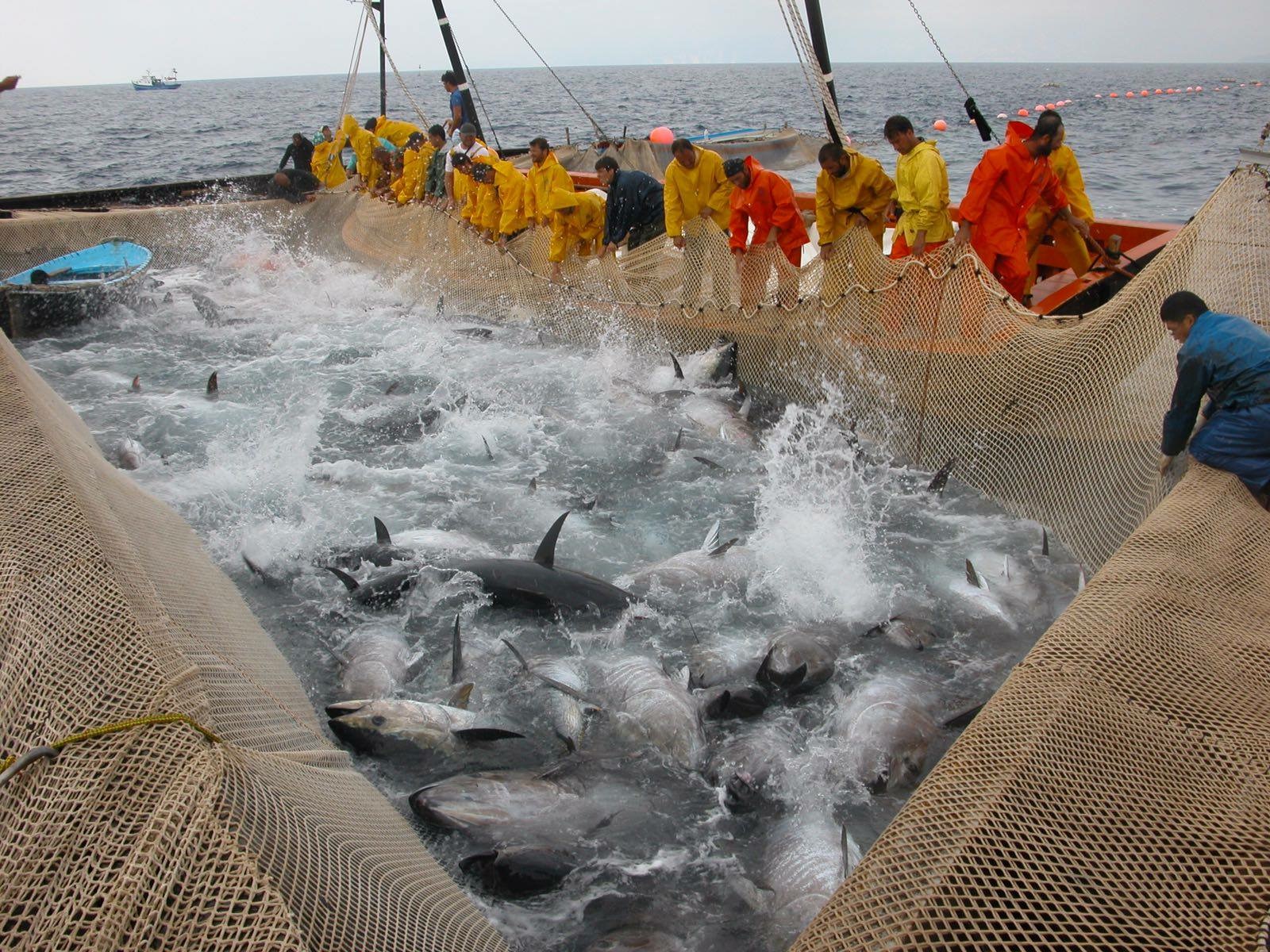 Carloforte, la pesca dei tonni